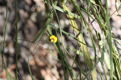 Bossiaea ensata