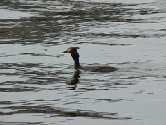 Podiceps cristatus