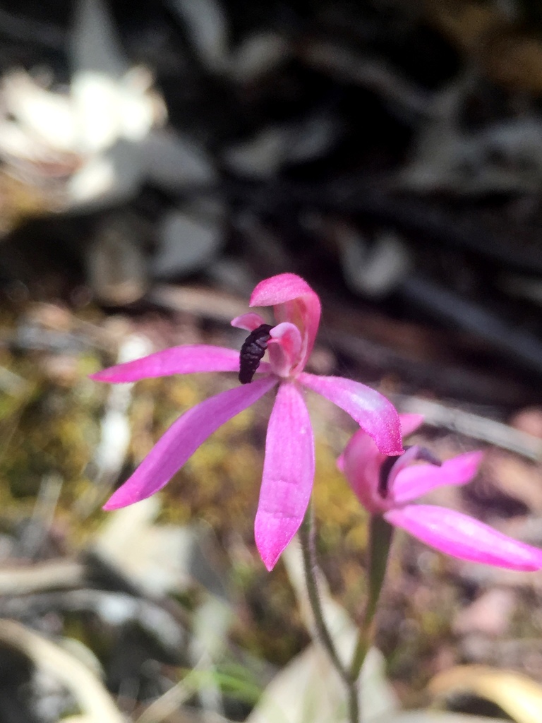 Caladenia congesta