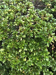 Magnoliopsida