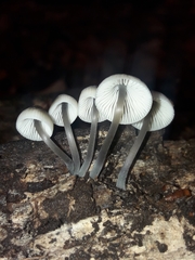 Mycena arcangeliana