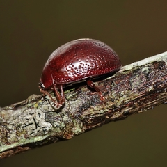 Dicranosterna picea