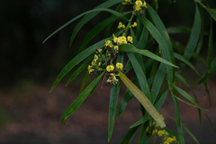 Daviesia arborea