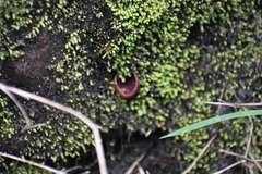 Urnula campylospora