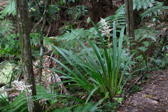 Helmholtzia glaberrima