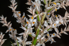 Helmholtzia glaberrima