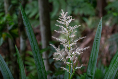 Helmholtzia glaberrima