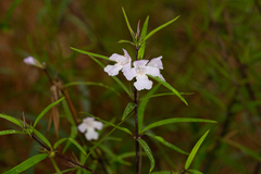 Westringia blakeana