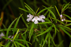 Westringia blakeana