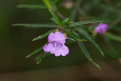 Prostanthera scutellarioides