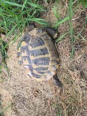 Testudo hermanni