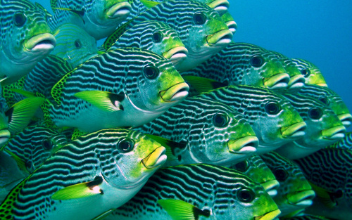 Blackstriped sweetlips (Plectorhinchus lineatus) — Haemulidae — 4