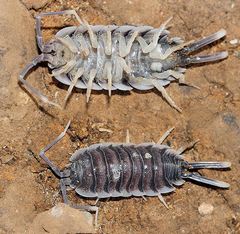 Porcellio hoffmannseggii