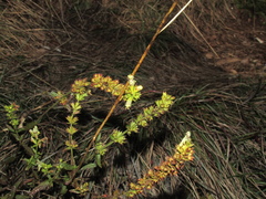 Stachydeae