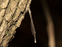 Rhadinosticta simplex