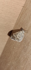 Xanthorhoe spadicearia