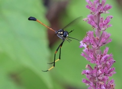 Systropus arizonicus