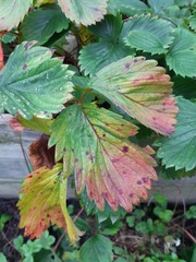 Diplocarpon fragariae
