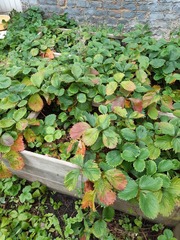 Diplocarpon fragariae