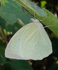 Catopsilia pyranthe