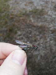 Epacromius tergestinus