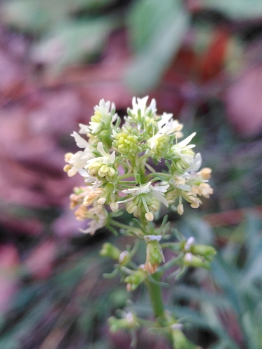 Reseda jacquinii (Reseda jacquinii)