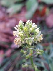 Reseda jacquinii