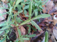 Reseda jacquinii
