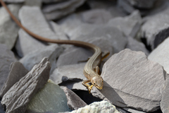 Takydromus tachydromoides