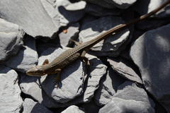 Takydromus tachydromoides