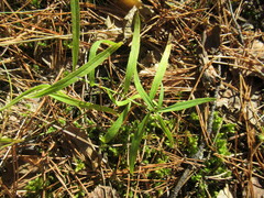 Vincetoxicum sibiricum