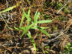 Vincetoxicum sibiricum