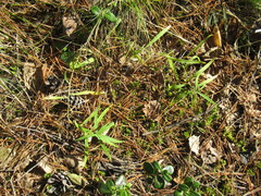 Vincetoxicum sibiricum