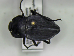 Stenomorpha opaca