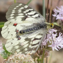 Parnassius clodius baldur