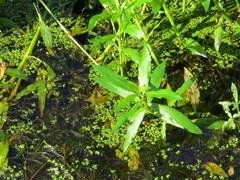 Hygrophila lacustris