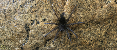 Dolomedes raptor