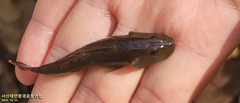 Rhinogobius brunneus