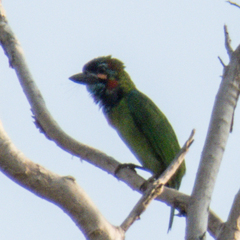 Psilopogon duvaucelii