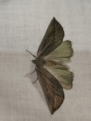 Compsoptera opacaria