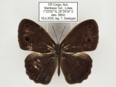 Bicyclus hyperanthus