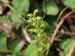 Peristylus tentaculatus