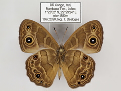 Bicyclus hyperanthus