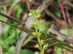 Peristylus tentaculatus