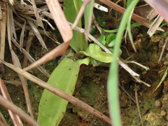 Peristylus tentaculatus