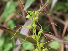 Peristylus tentaculatus