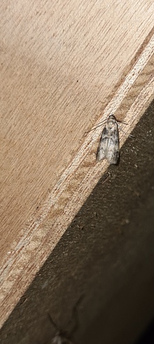 Ash-bark Knot-horn, De Marne, Groningen, Netherlands, photo 7 of 10