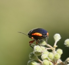 Lampromicra aerea