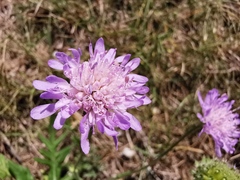 Knautia collina