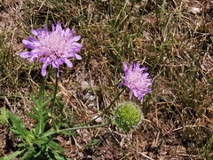 Knautia collina